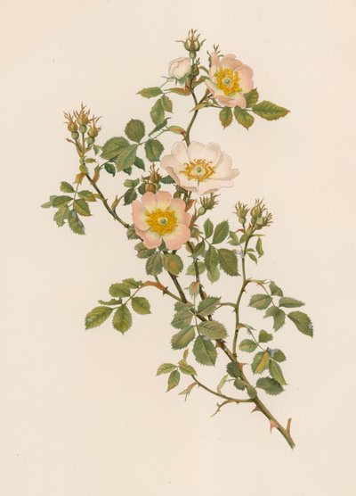 Rosa inglese da English School